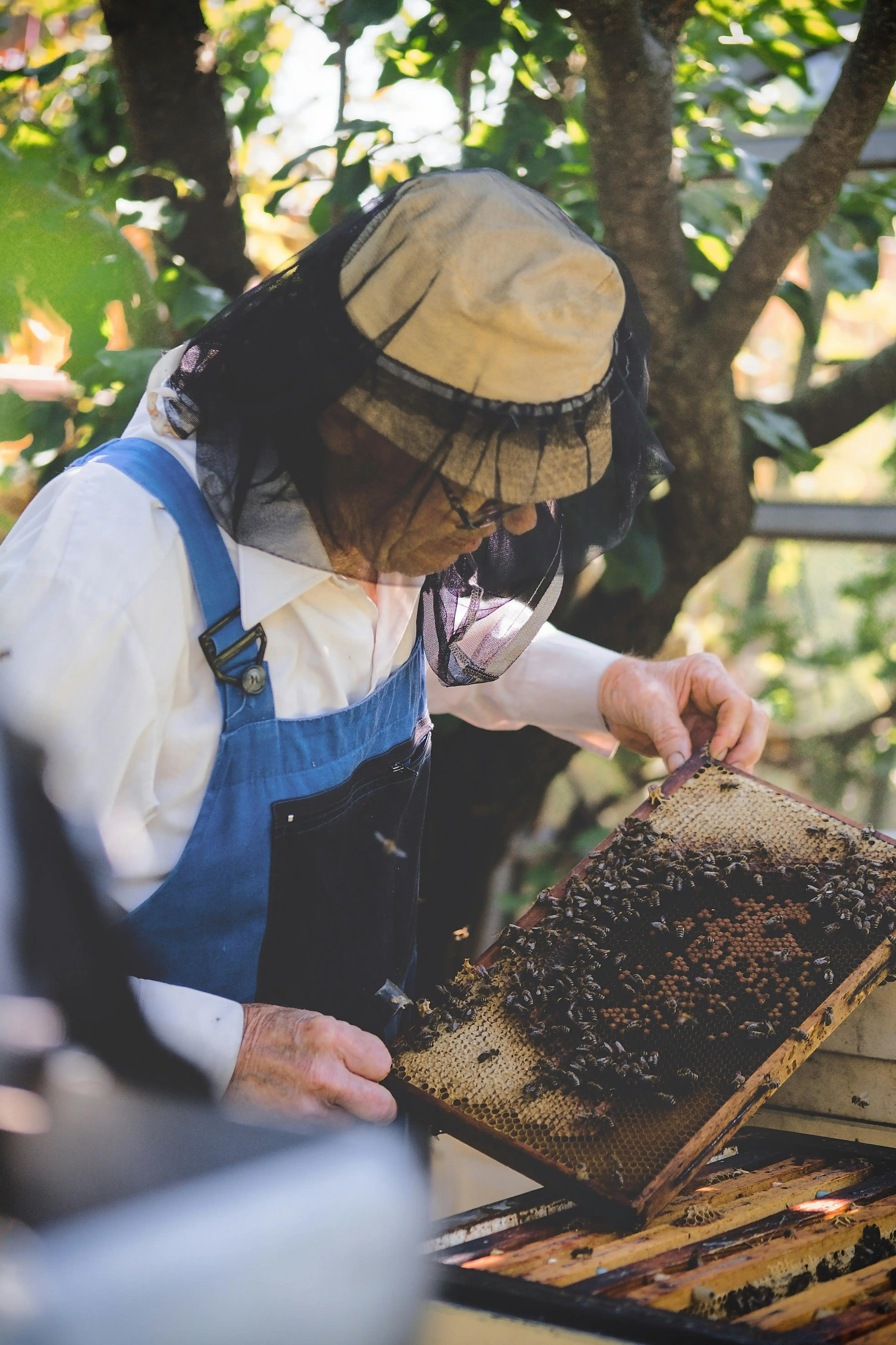 Beekeeper handling honeycomb frame